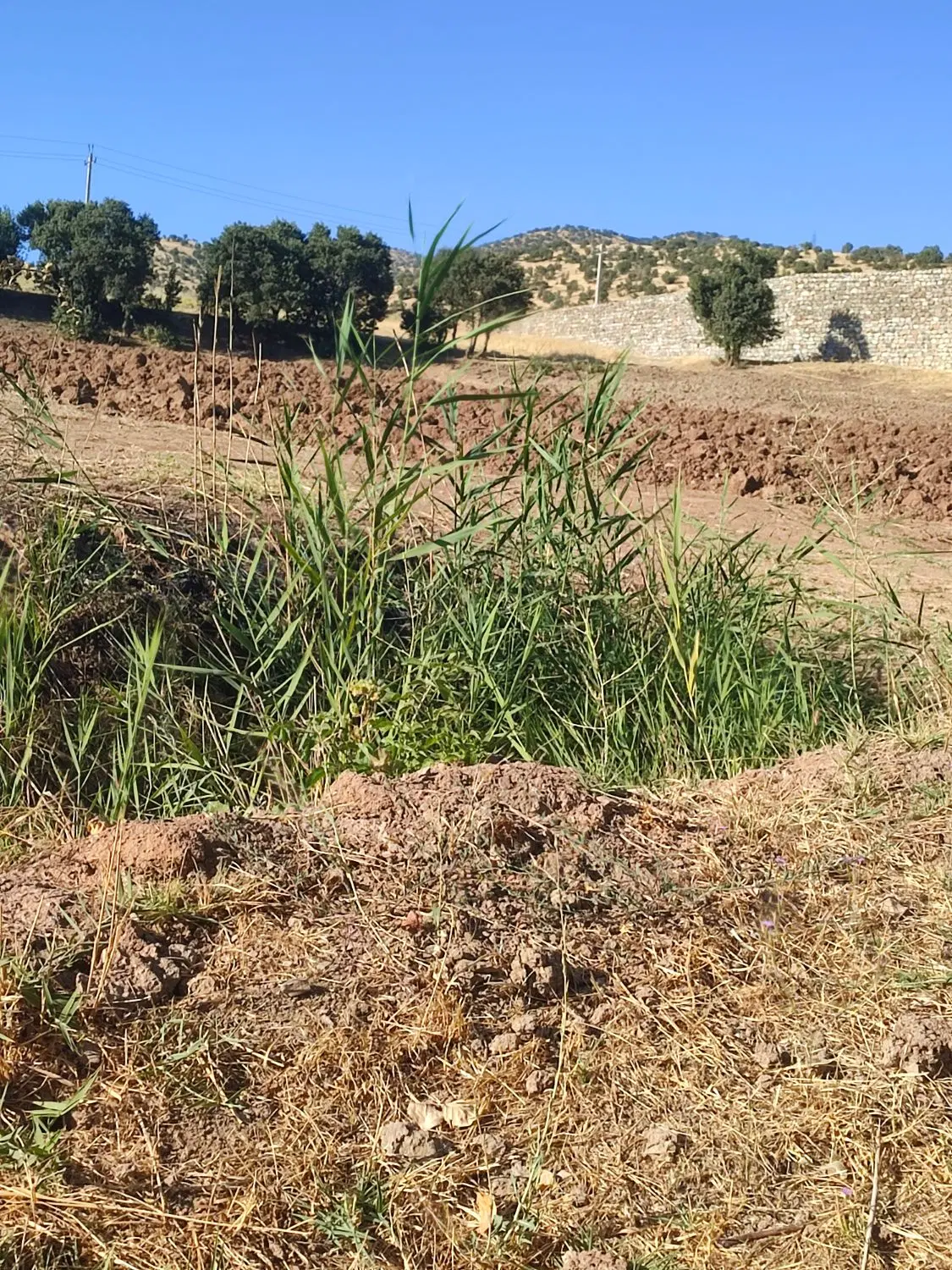 باغ انگور گویزه کویره