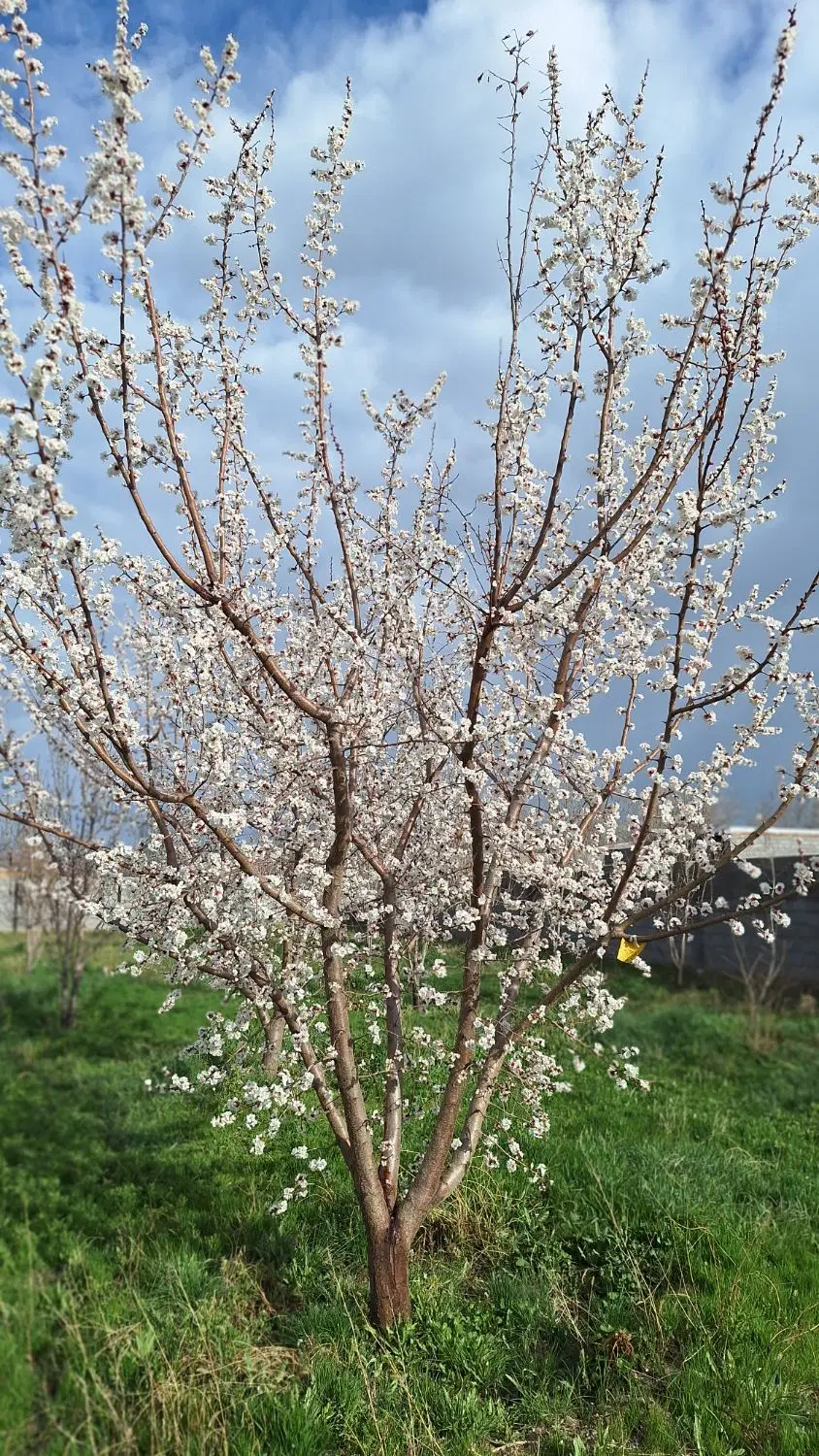 ویلا باغ کامل