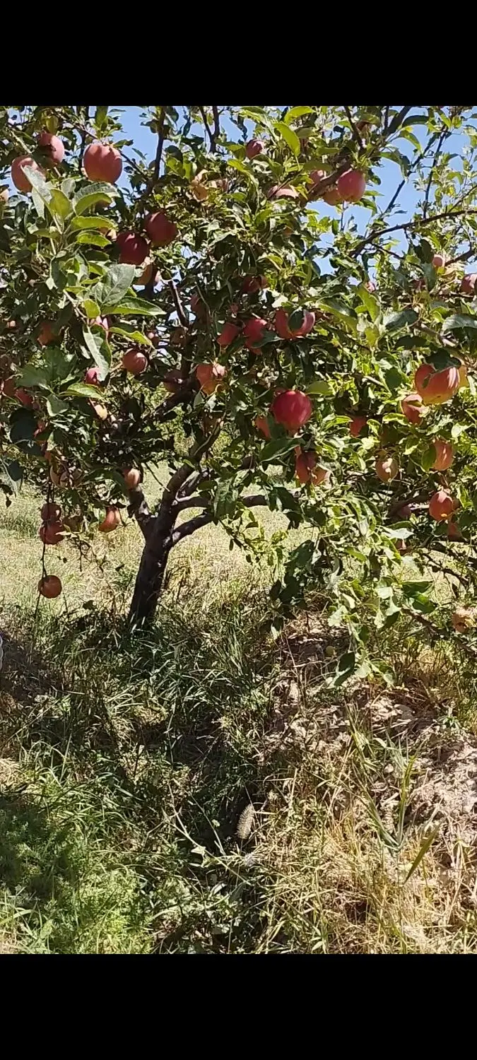 ۱ هکتار باغ