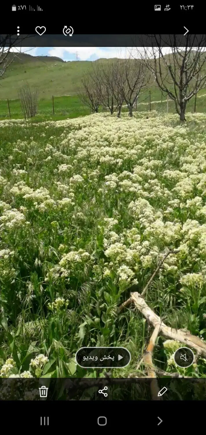 زمین باغ به متراژ  600متر