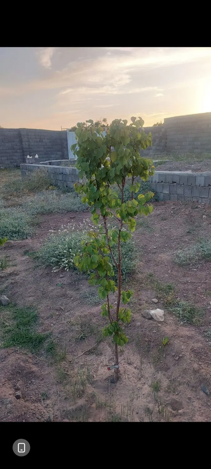 دو قطعه زمین شهرک اب و دولت اباد