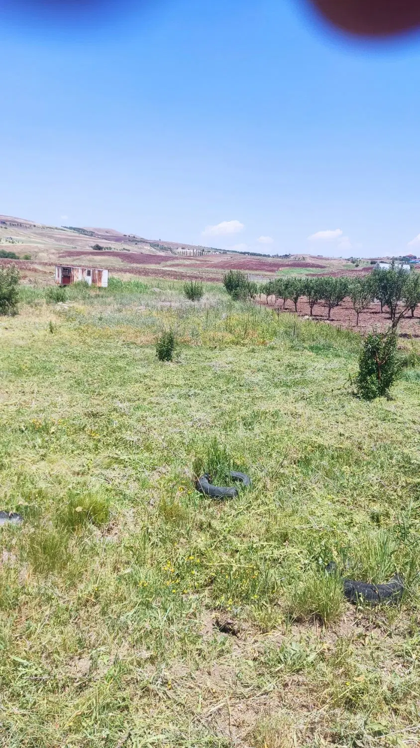 زمین زرشک توریستی