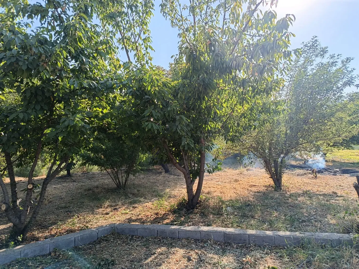 فروش باغ