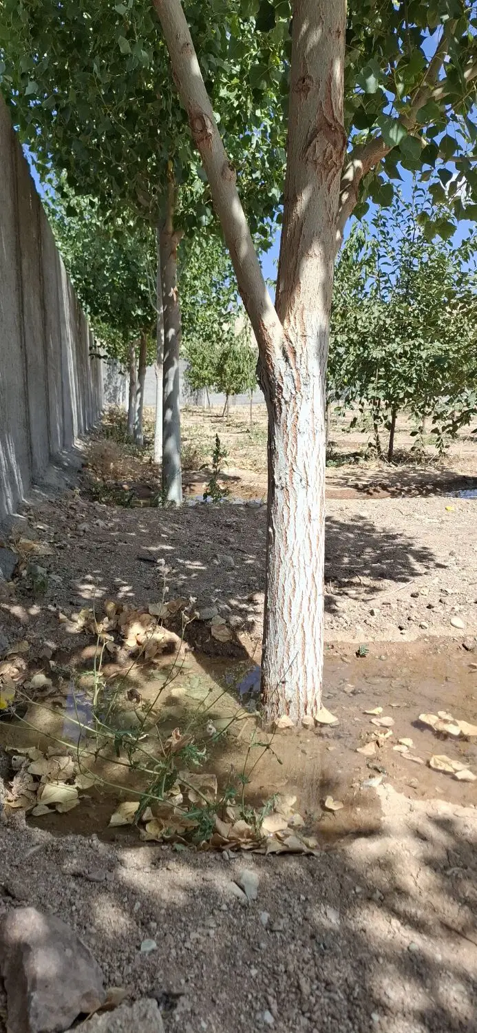 باغ دماوند هاشمک 550