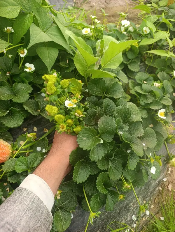 زمین کشاورزی