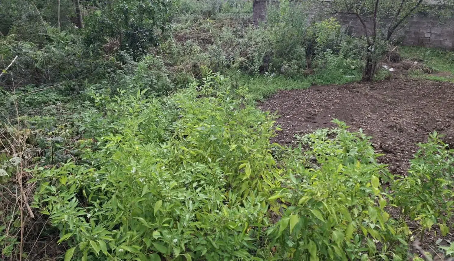 زمین باغی مسکونی لاهیجان، ۷۷۵متر