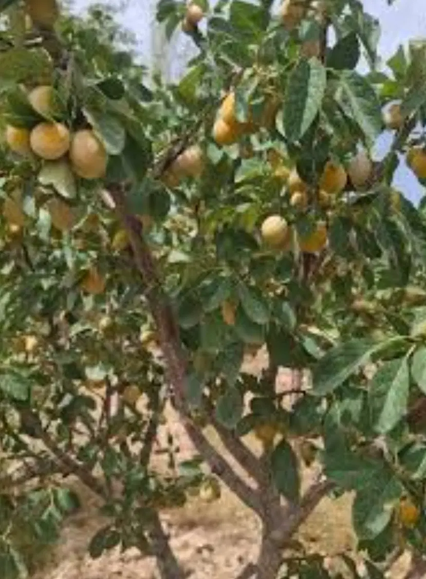 باغ در تفریجان ۱۲۰۰ متر مربع