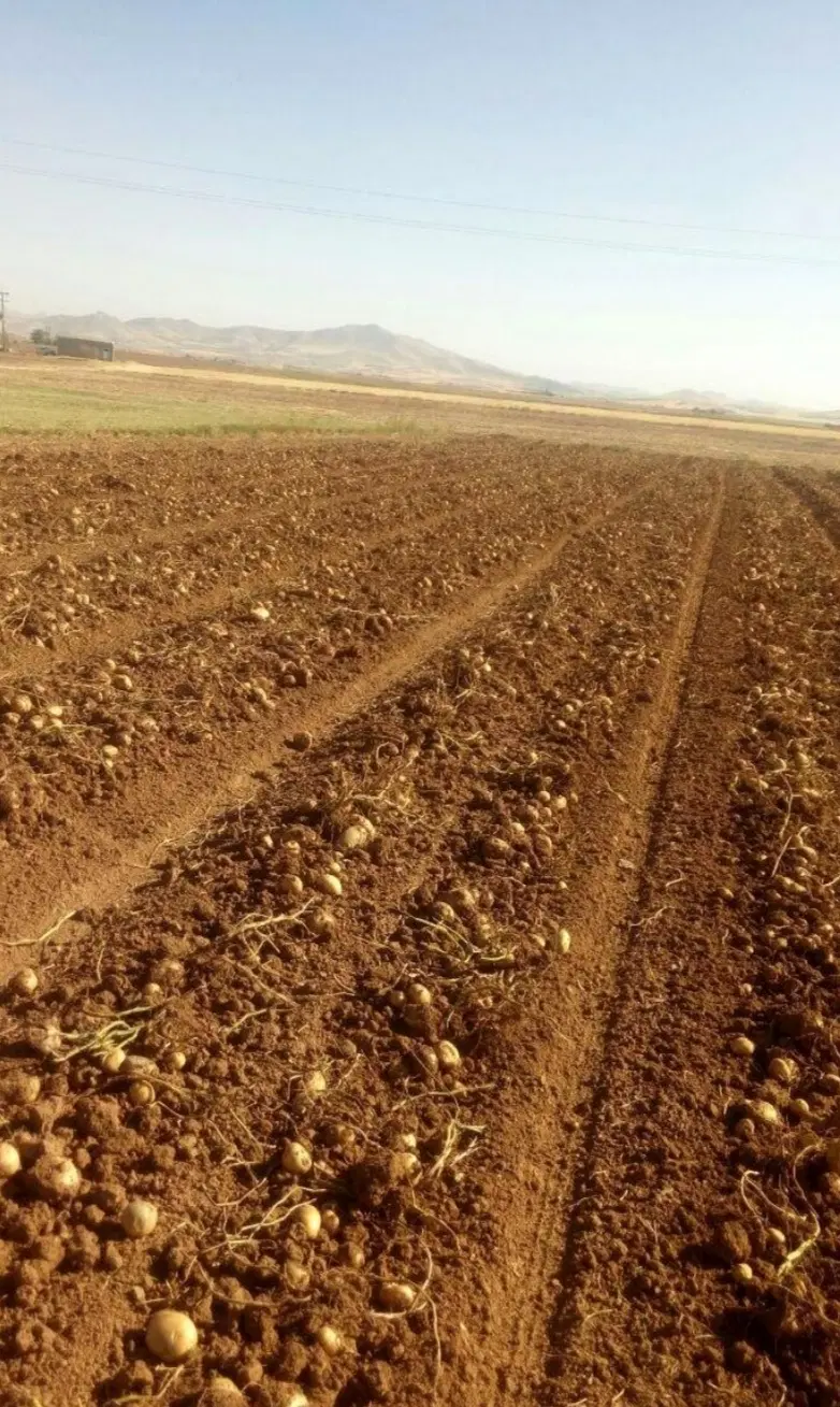 اجاره زمین کشاورزی