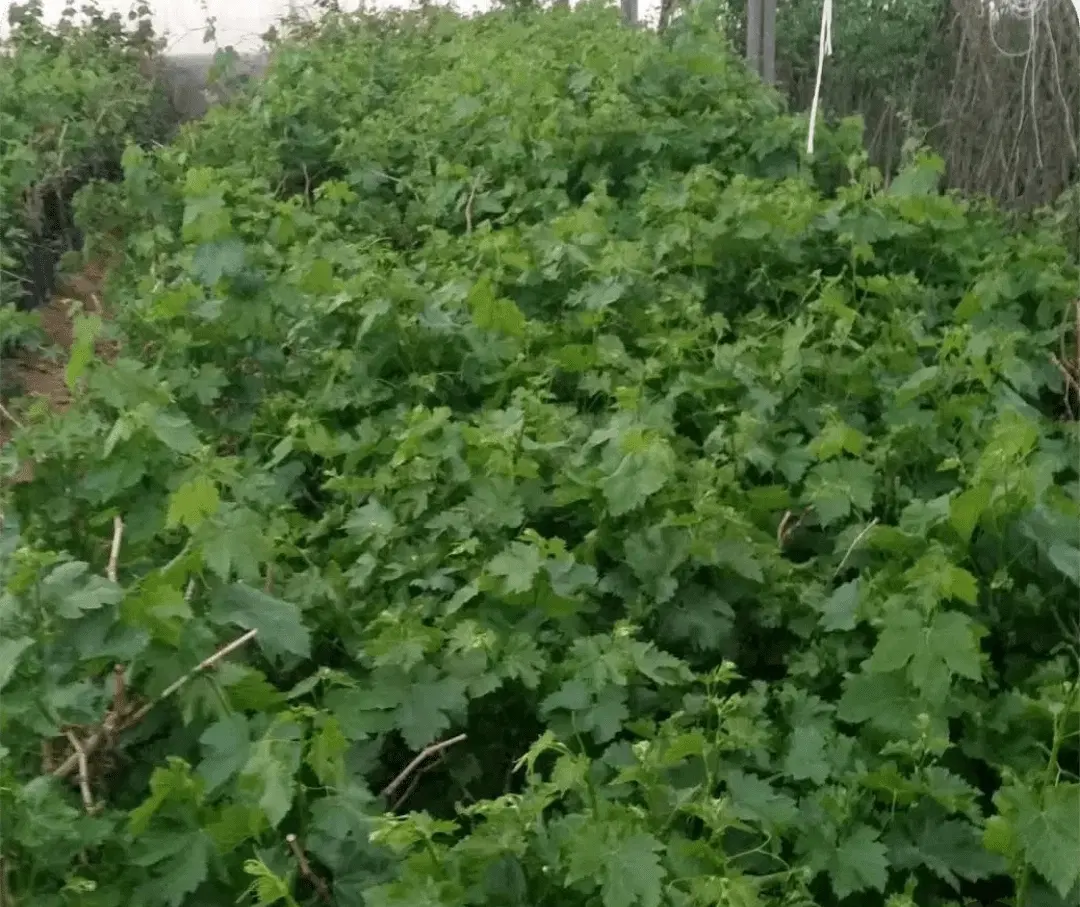 باغ انگور عسکری