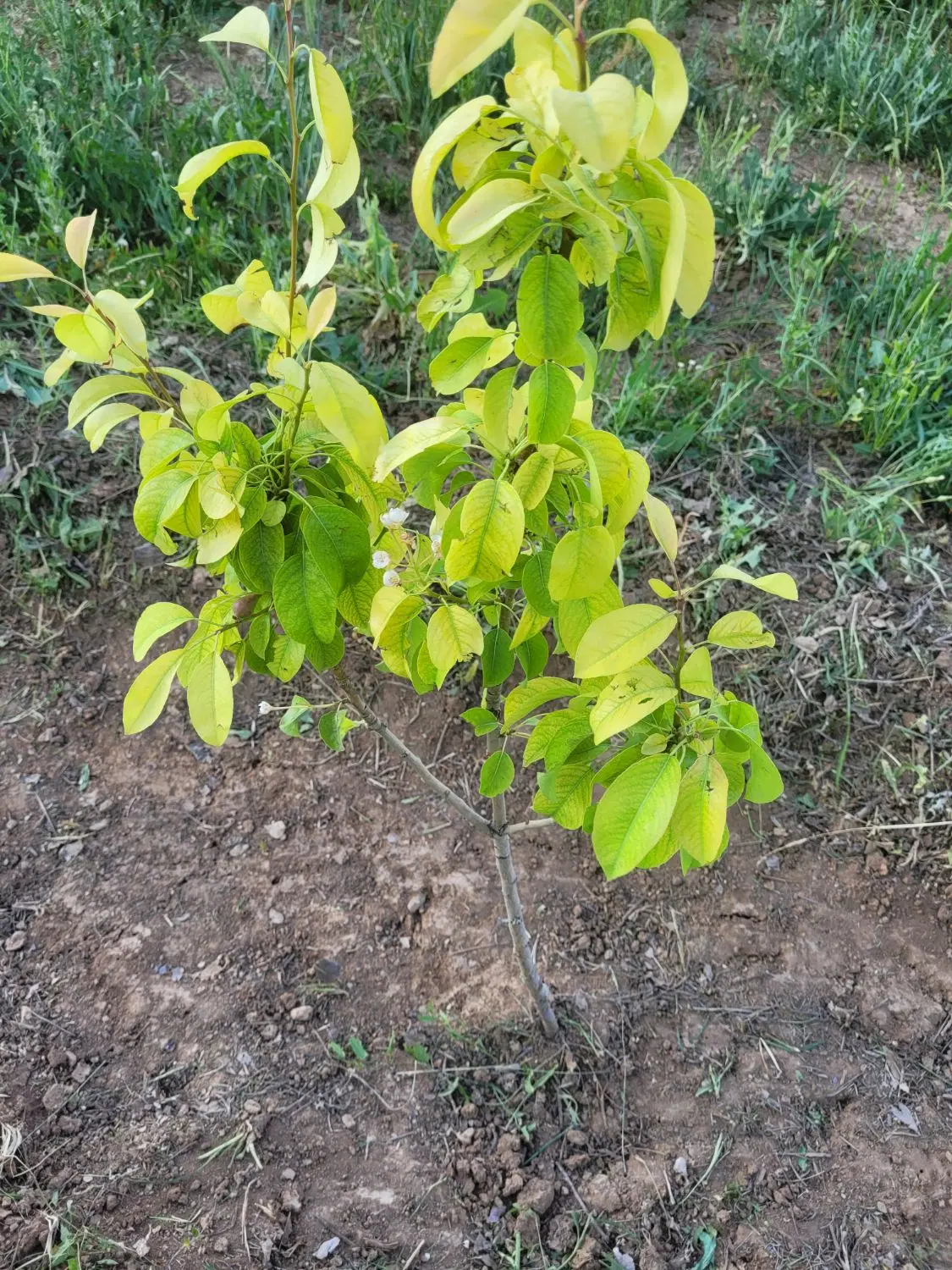 فروش باغ میوه خرمدره