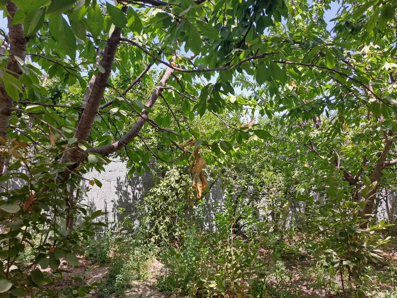 باغ با مجوز ۵۰۴متری دیوار کشی اشترجان