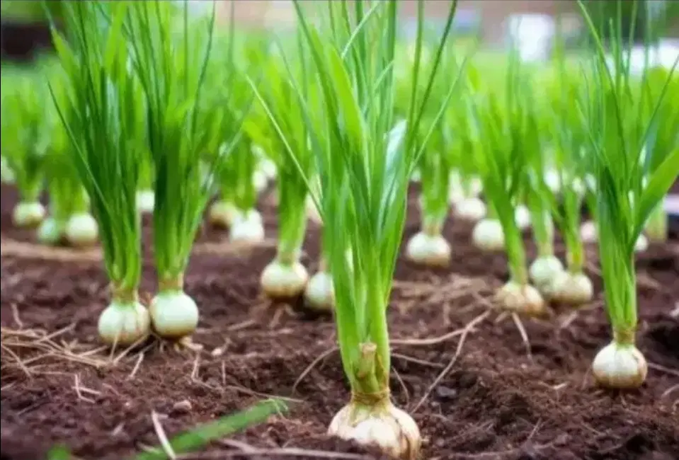 یک هکتار زمین جاکشت کندم برای سیر