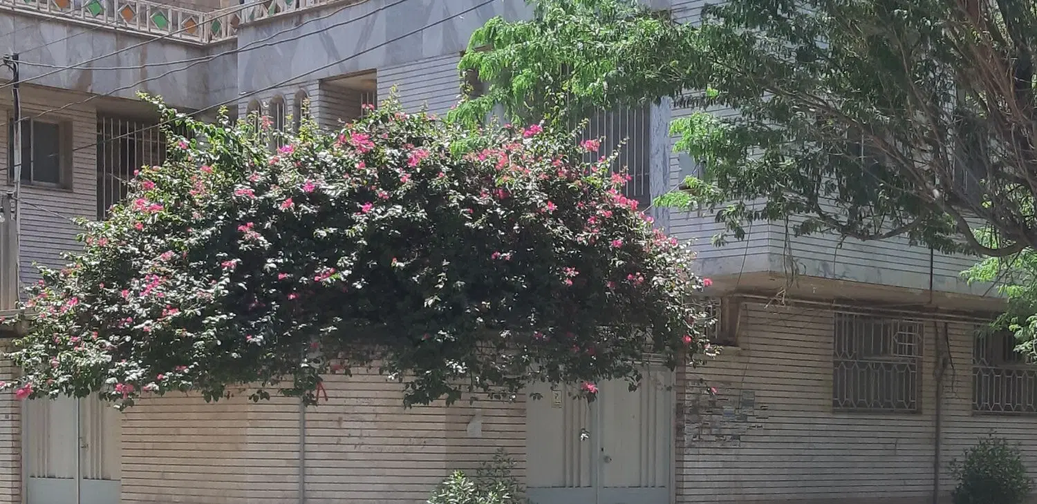 اجاره ویلایی ۳۰۰ متری باغ معین