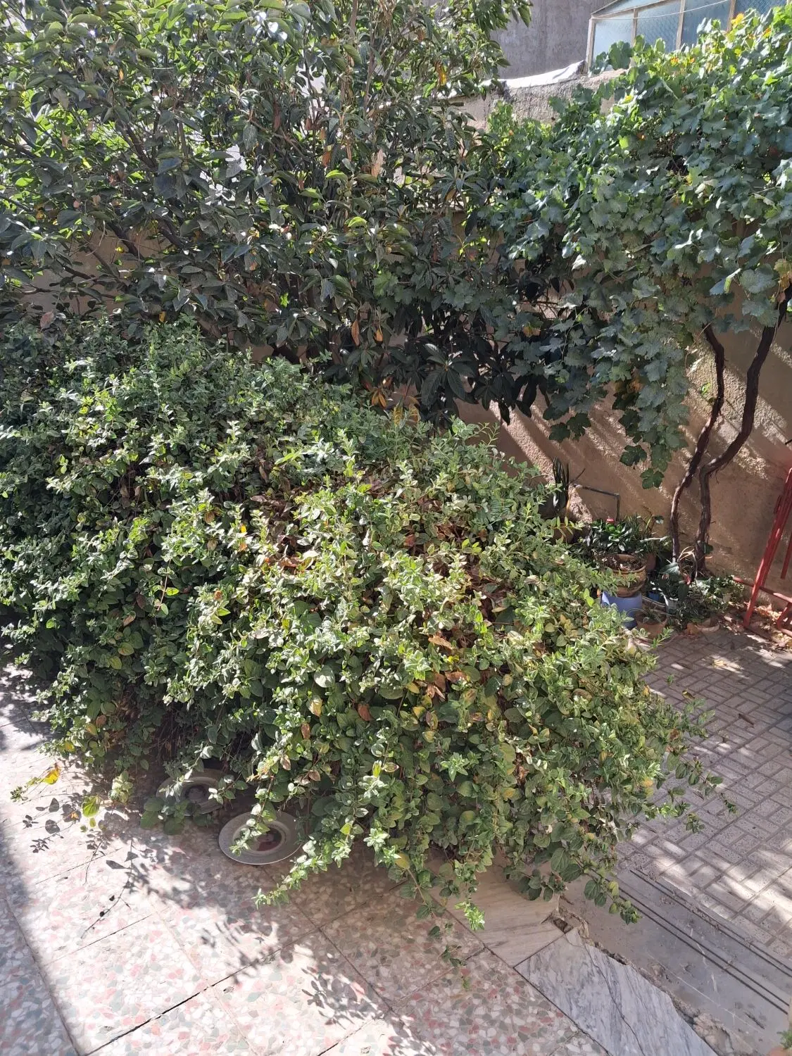 اجاره ویلایی
