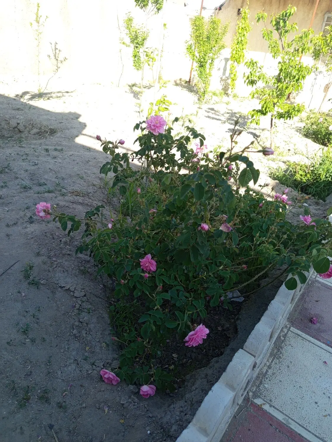 فروش باغچه ۳۰۰متربهر۱۷