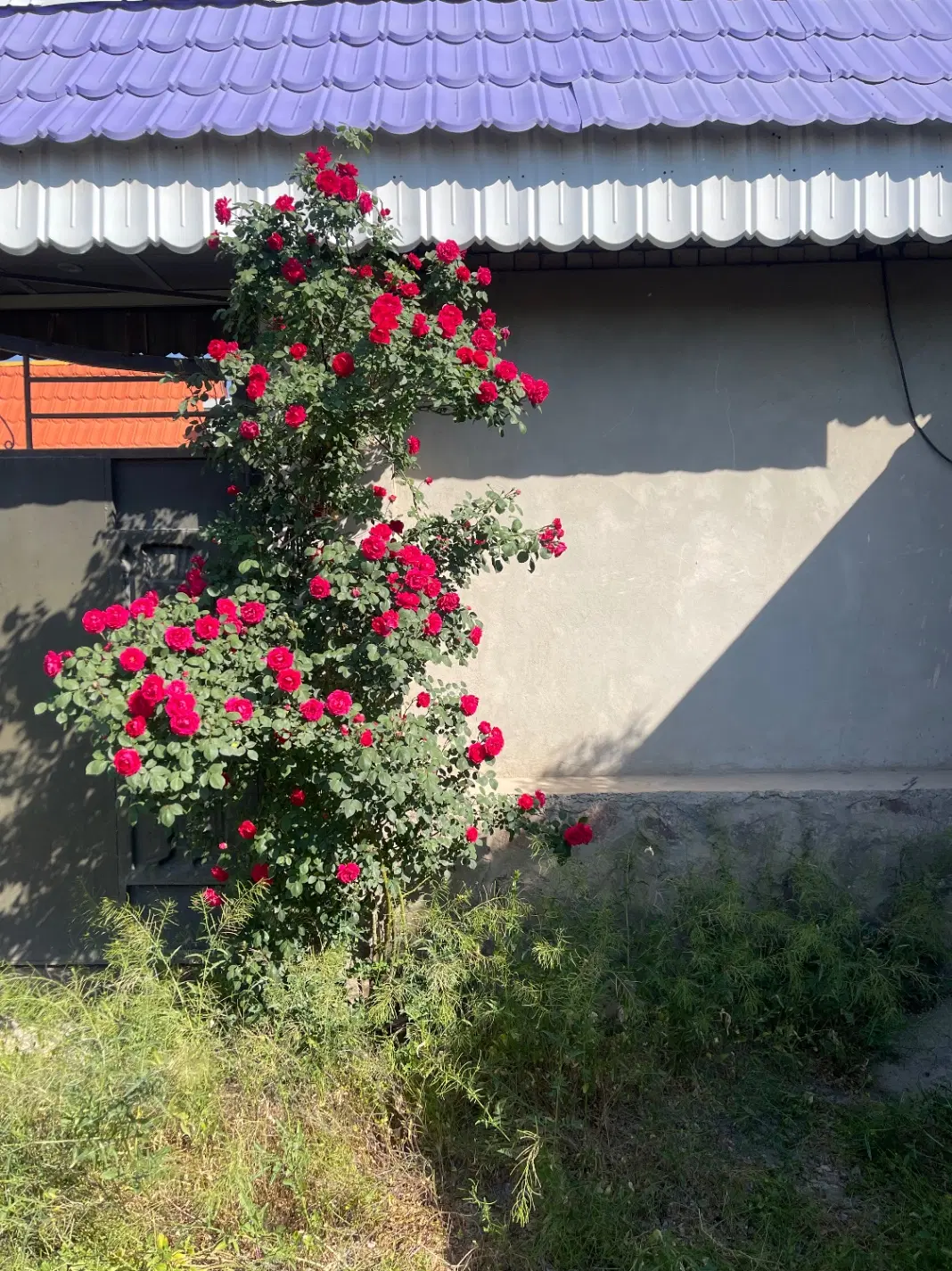 زمین داخل بافت عسکریه