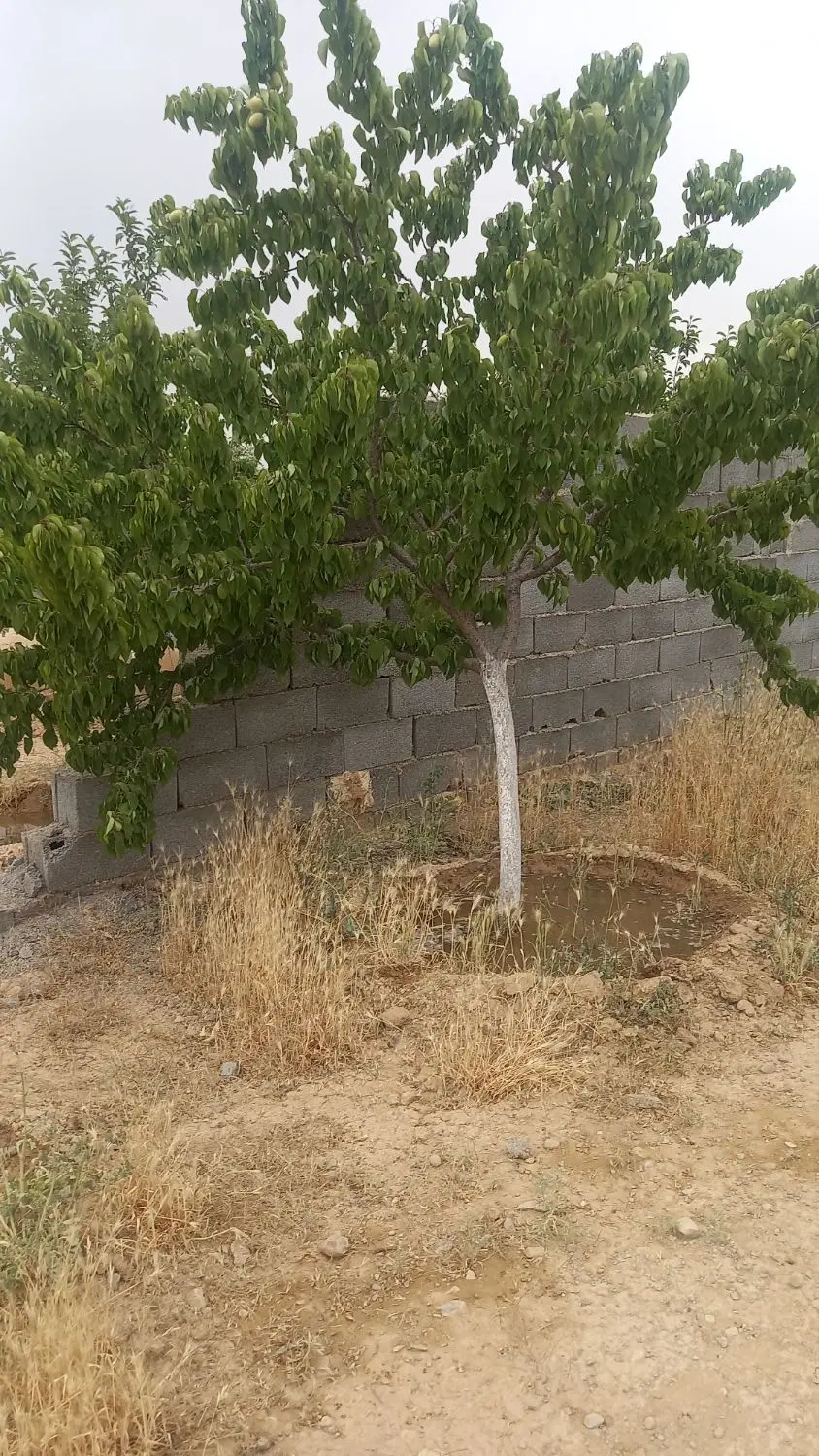 زمین باعی ۵۵۰ متر