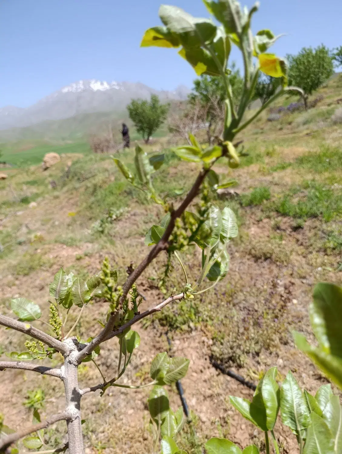 زمین کشاورزی برا اجاره گندم و نخود