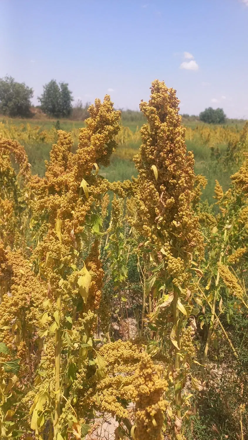 زمین مسکونی