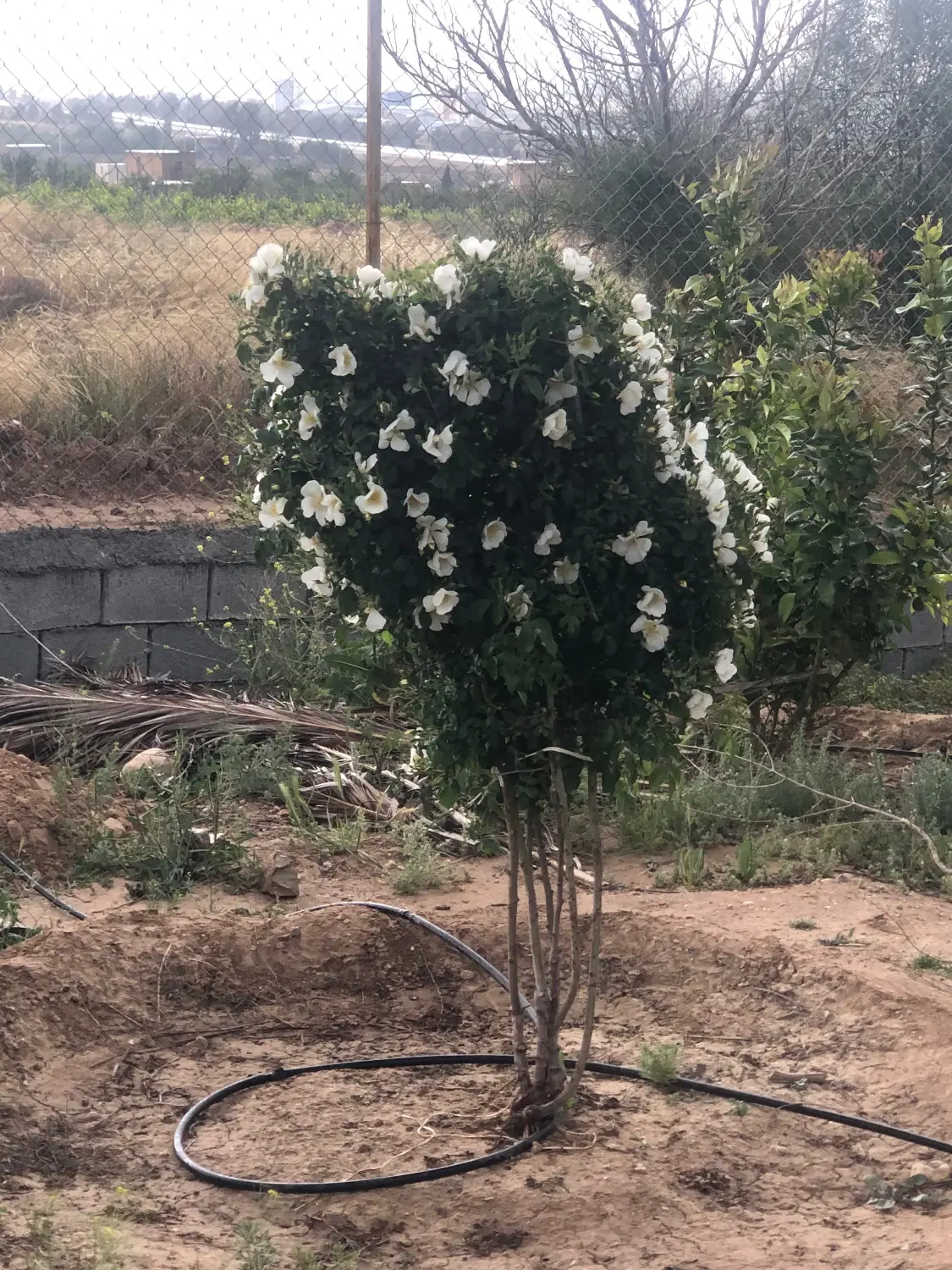 باغچه ۱۰۰۰ متری تاپ لوکیشن