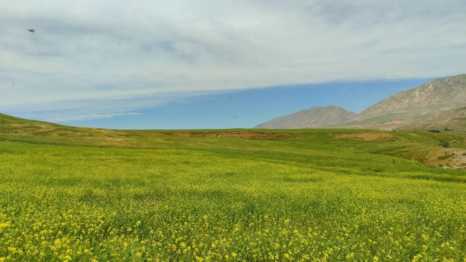 زمین سنددار پشت شرکت رانا