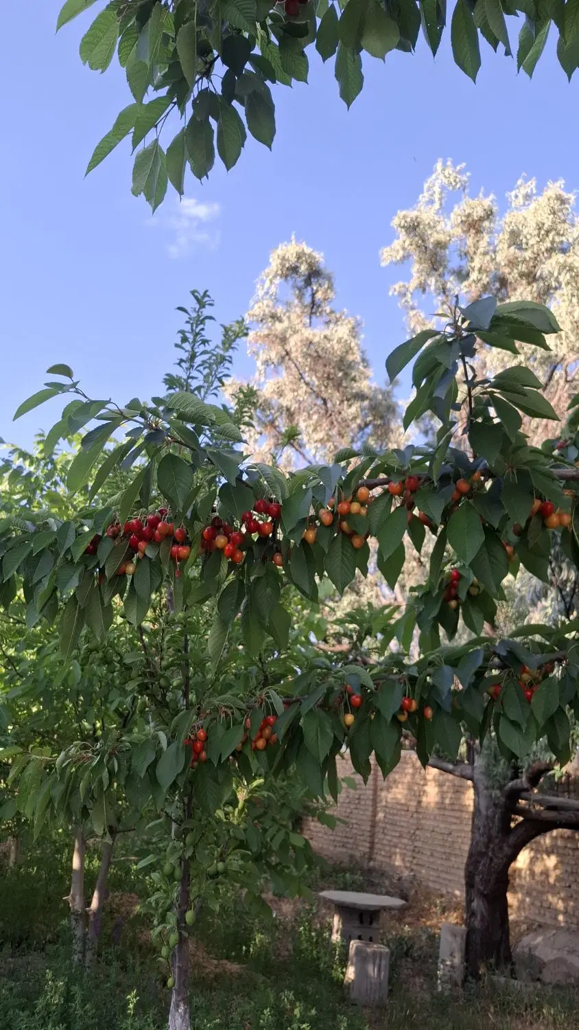 خونه باغ ۹۰۰ متری