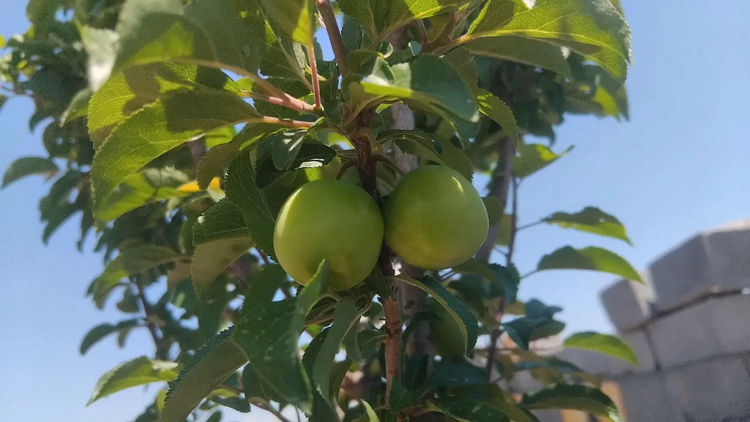 فروش باغ ۸۰۰ متری