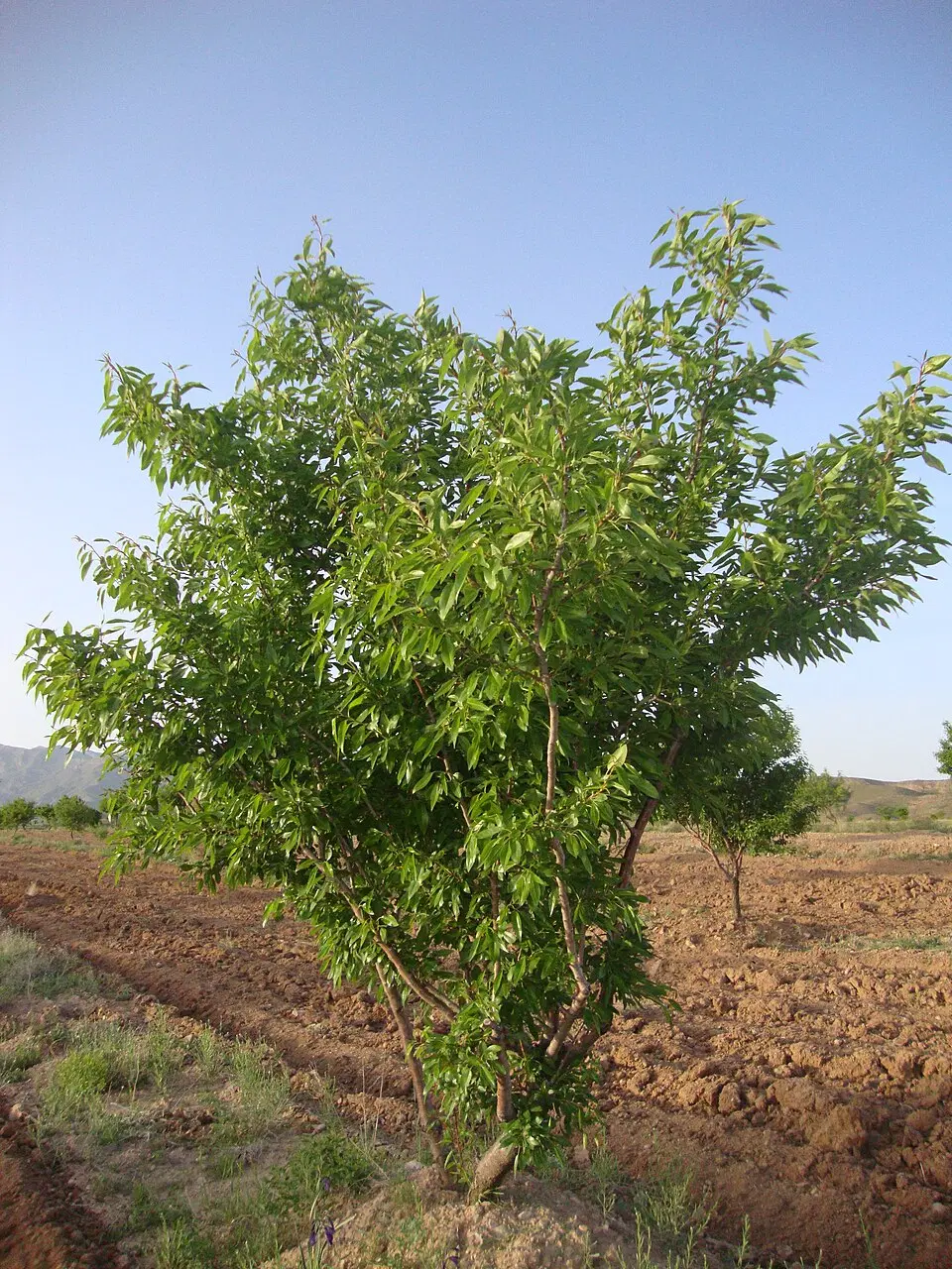 باغ فروشی