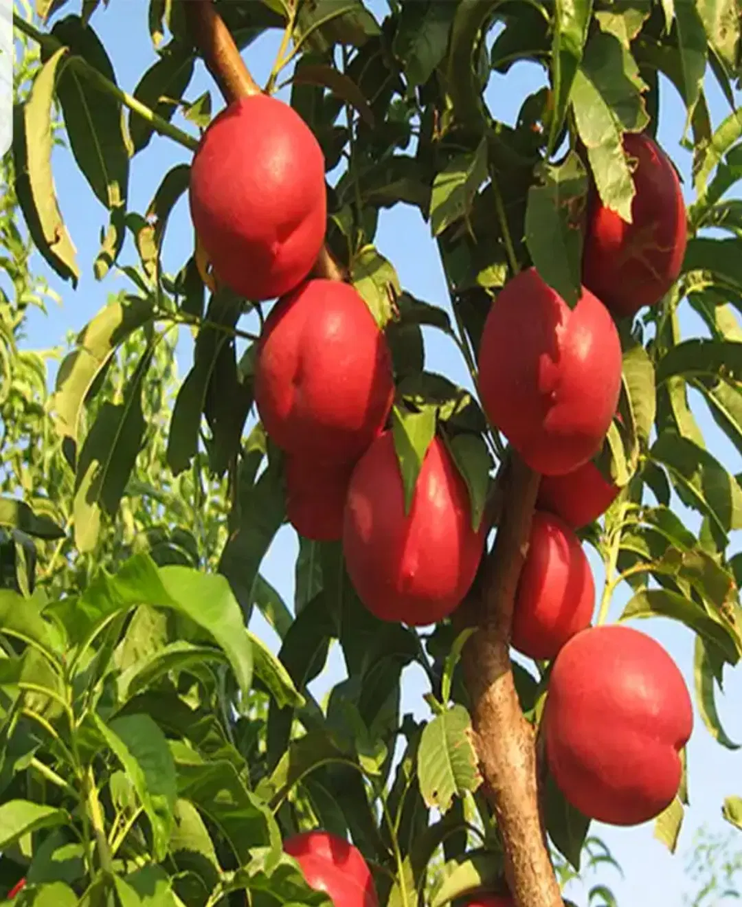 باغچه