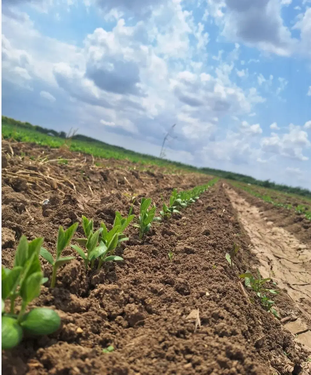 اجاره۶ هکتار زمین برای کشت ازاد