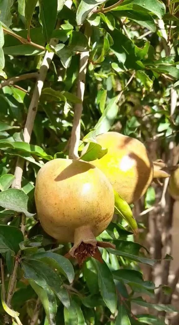 آپارتمان ۱۸۰ متری الهیه غرب،شریف
