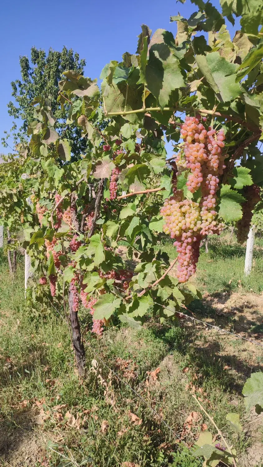 اجاره انگور قرمز کشمشی