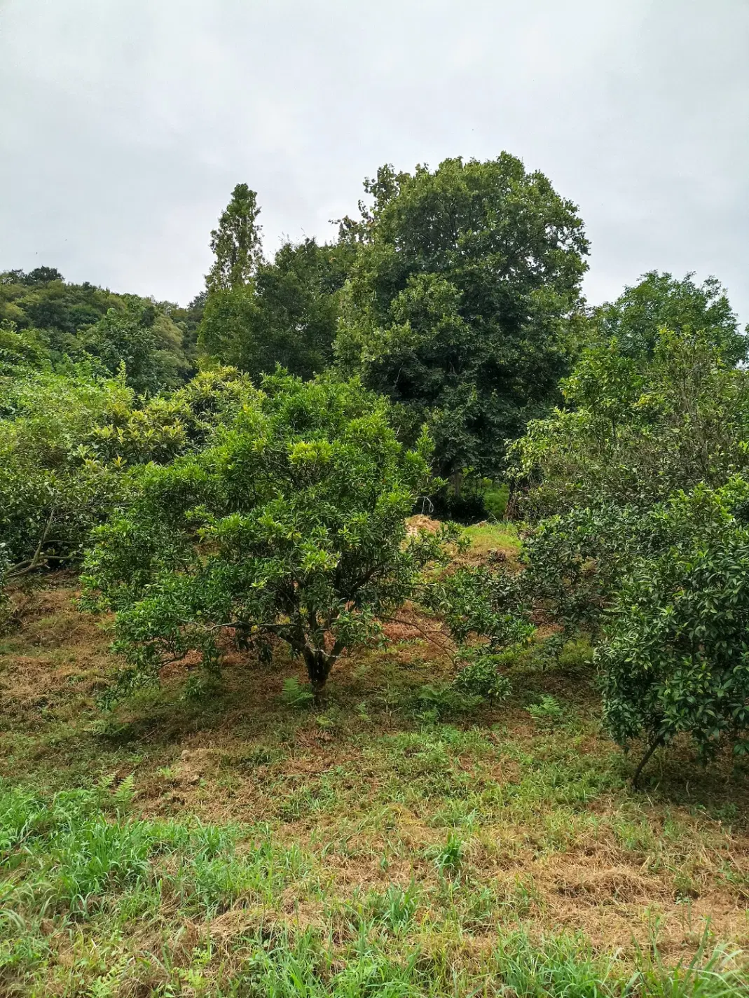 فروش زمین