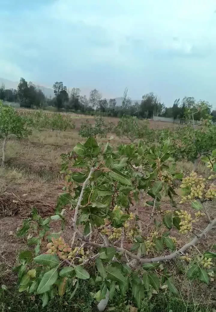 باغ پسته دولت اباد مرند