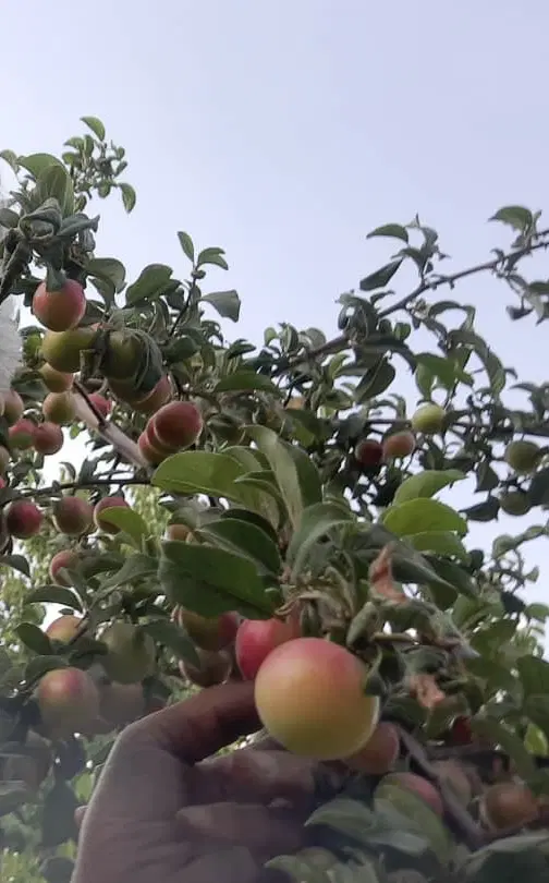 باغ میوه ایی ۷۸ قصب در محی اباد
