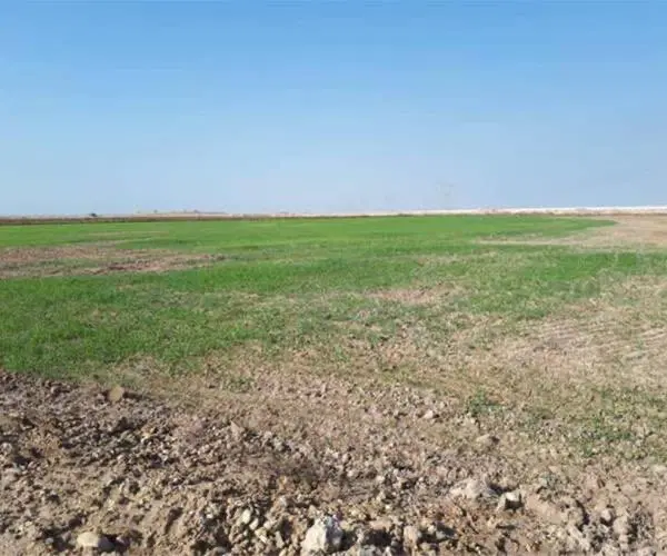 زمین ۸۰۰ متری کوی کارمندان شاهین شهر