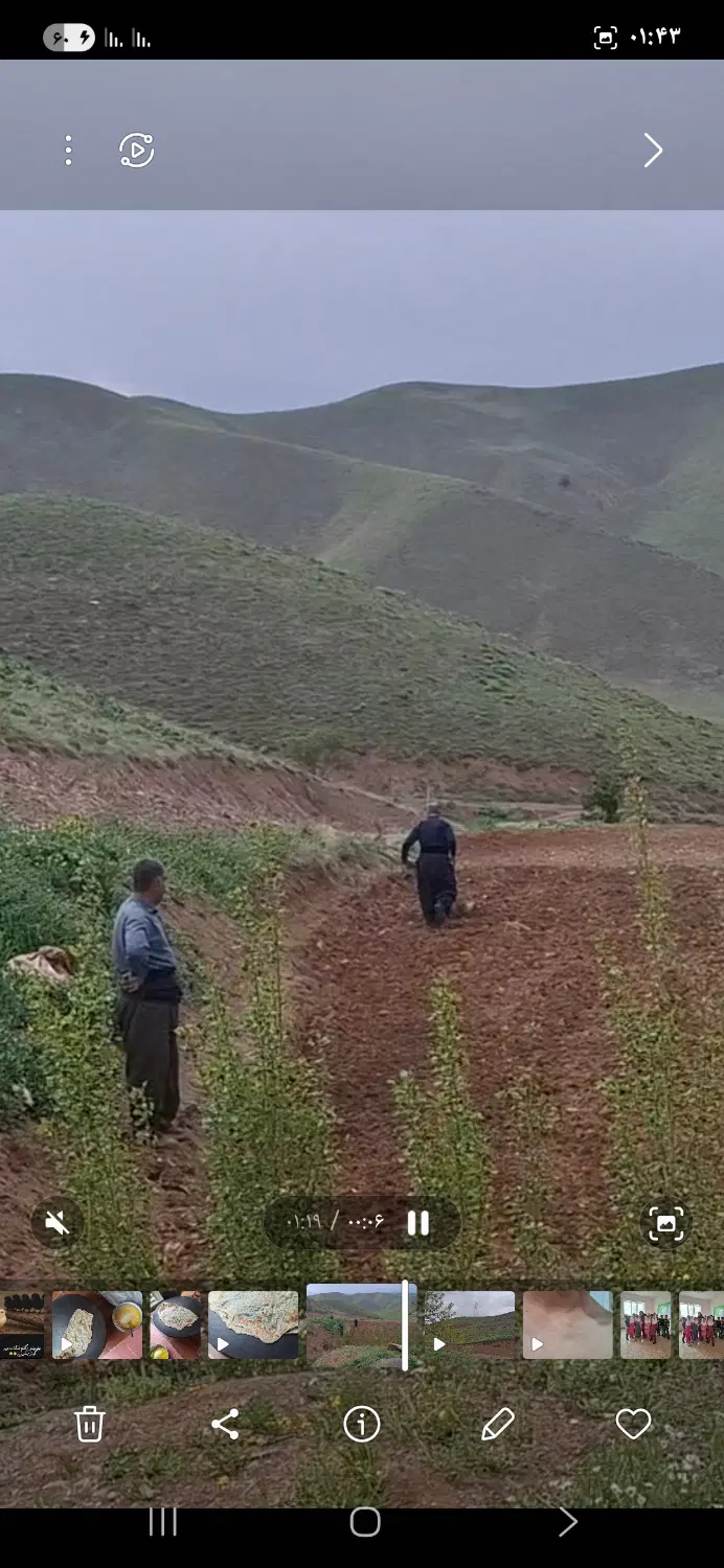 زمین (باغ)