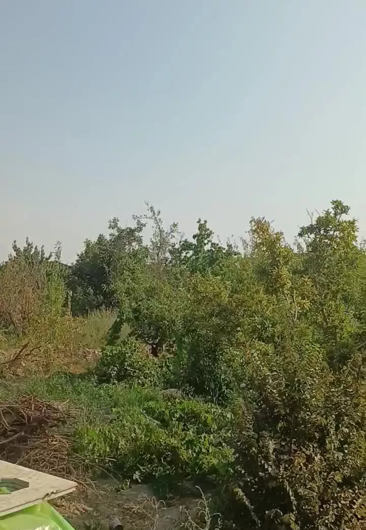 باغچه
