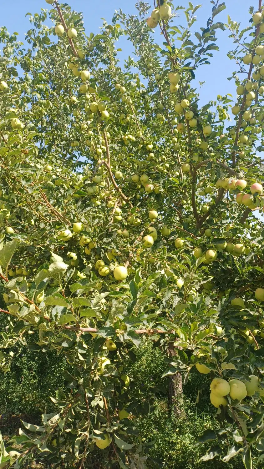 زمین. لادن ها