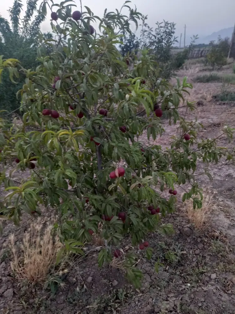 زمین باغی