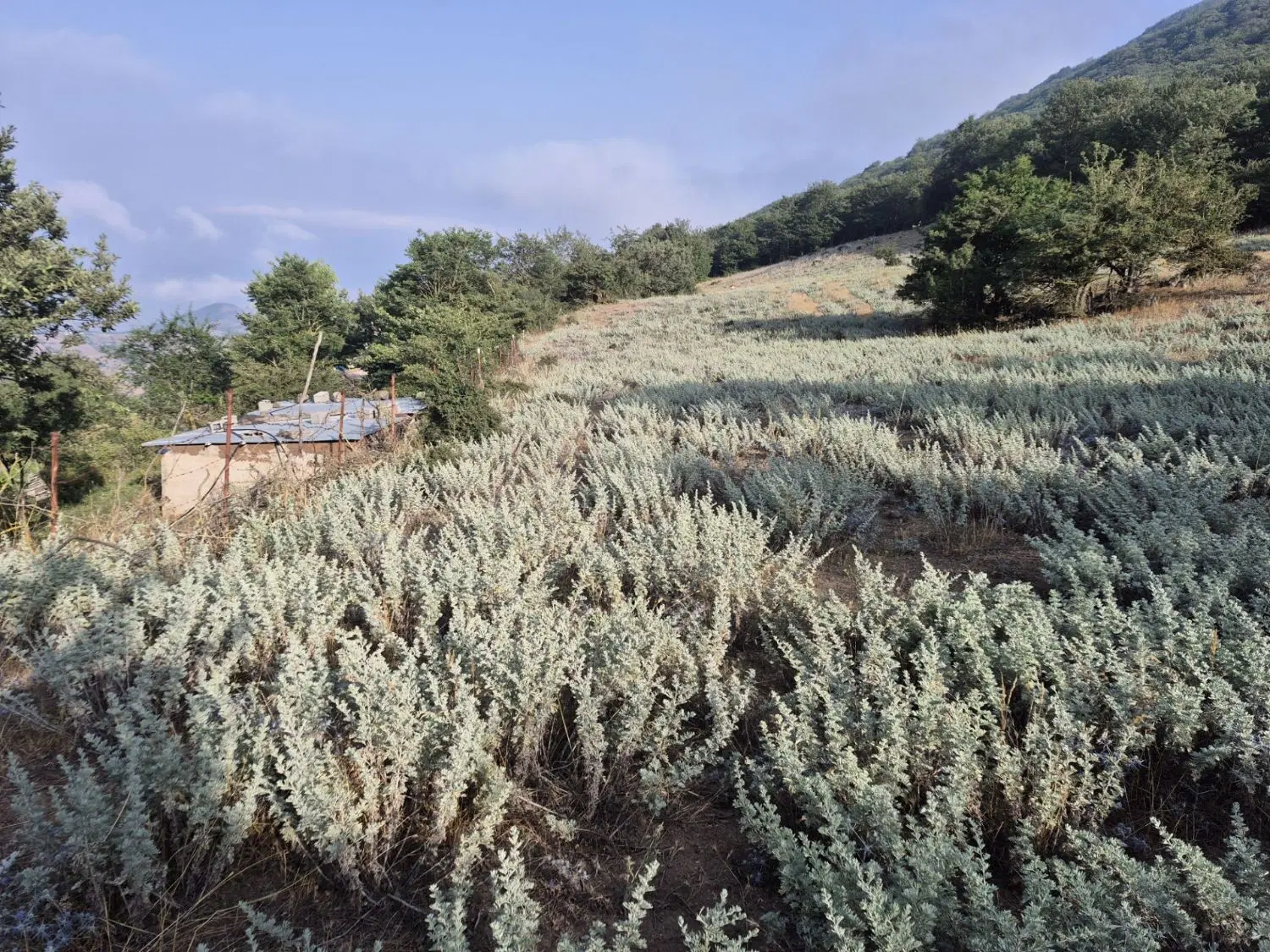 زمین دارای سندتک برگ
