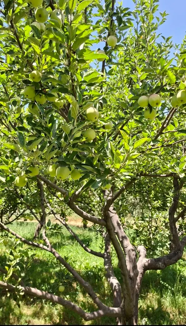 فروش فوری باغ یا معاوضه با خودرو