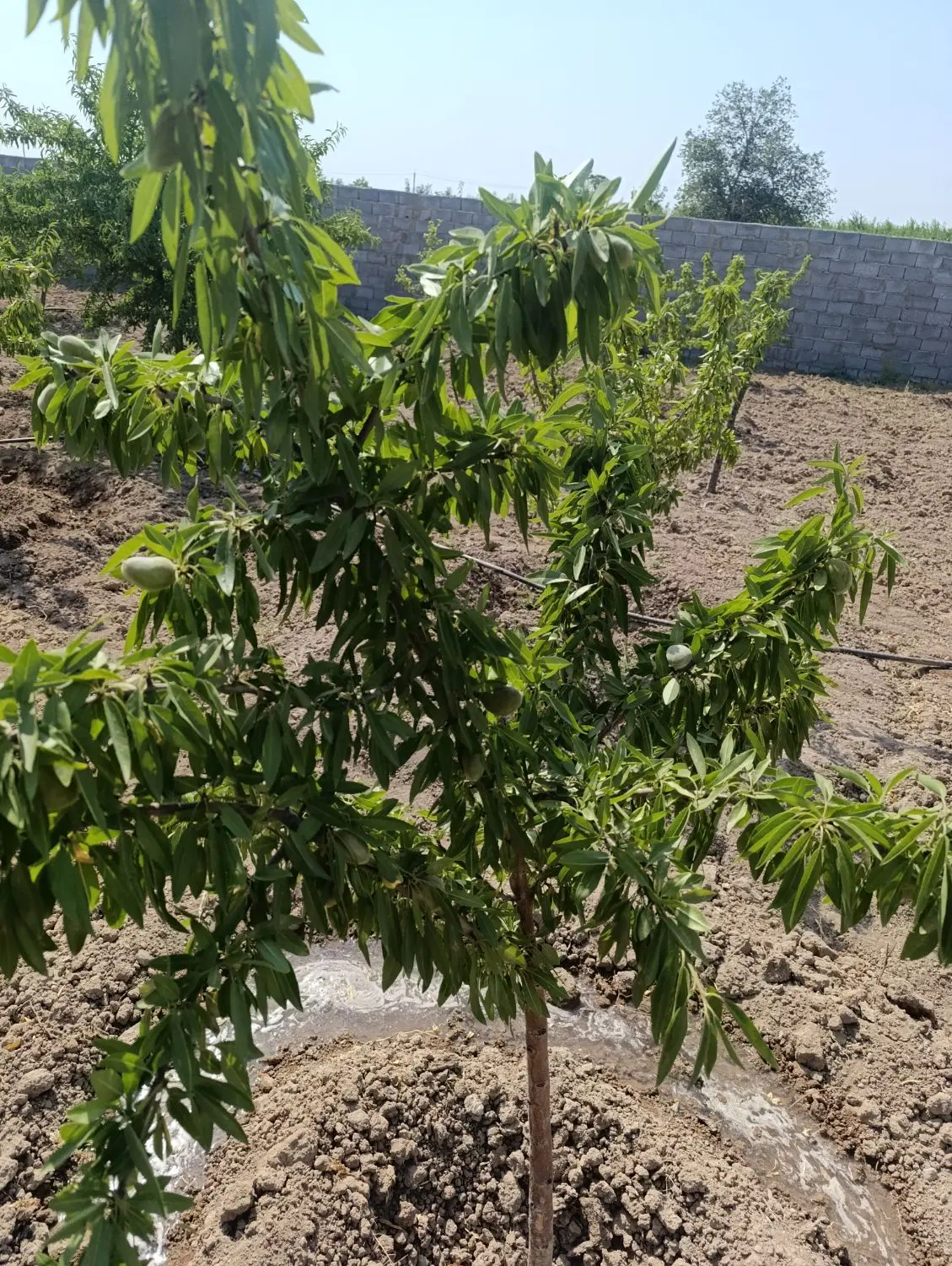 یک قطعه زمین