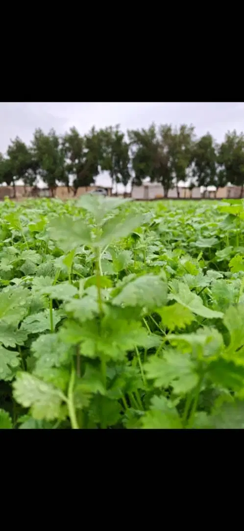 زمین ۵۰۰ متری