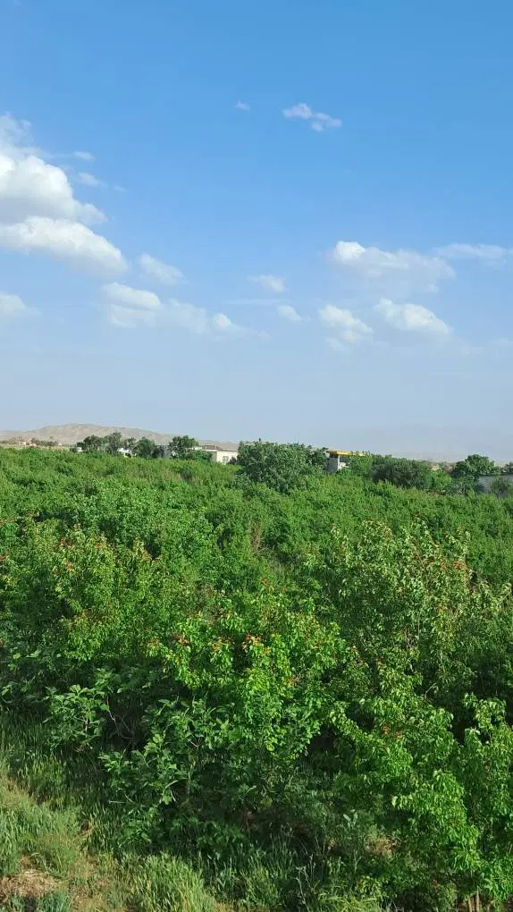 باغ انار استثنائی
