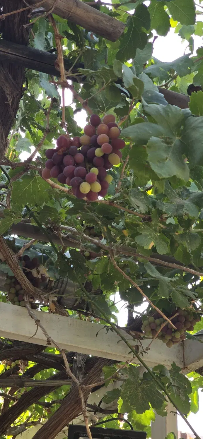 اجاره سالن و انبار
