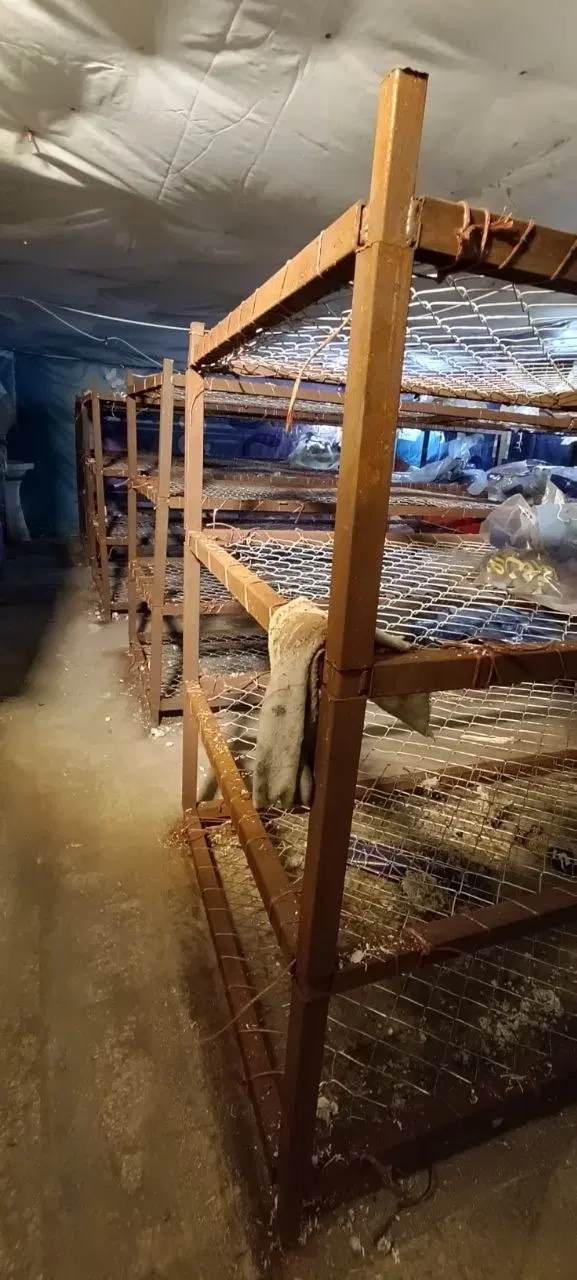 اجاره کارگاه پرورش قارچ