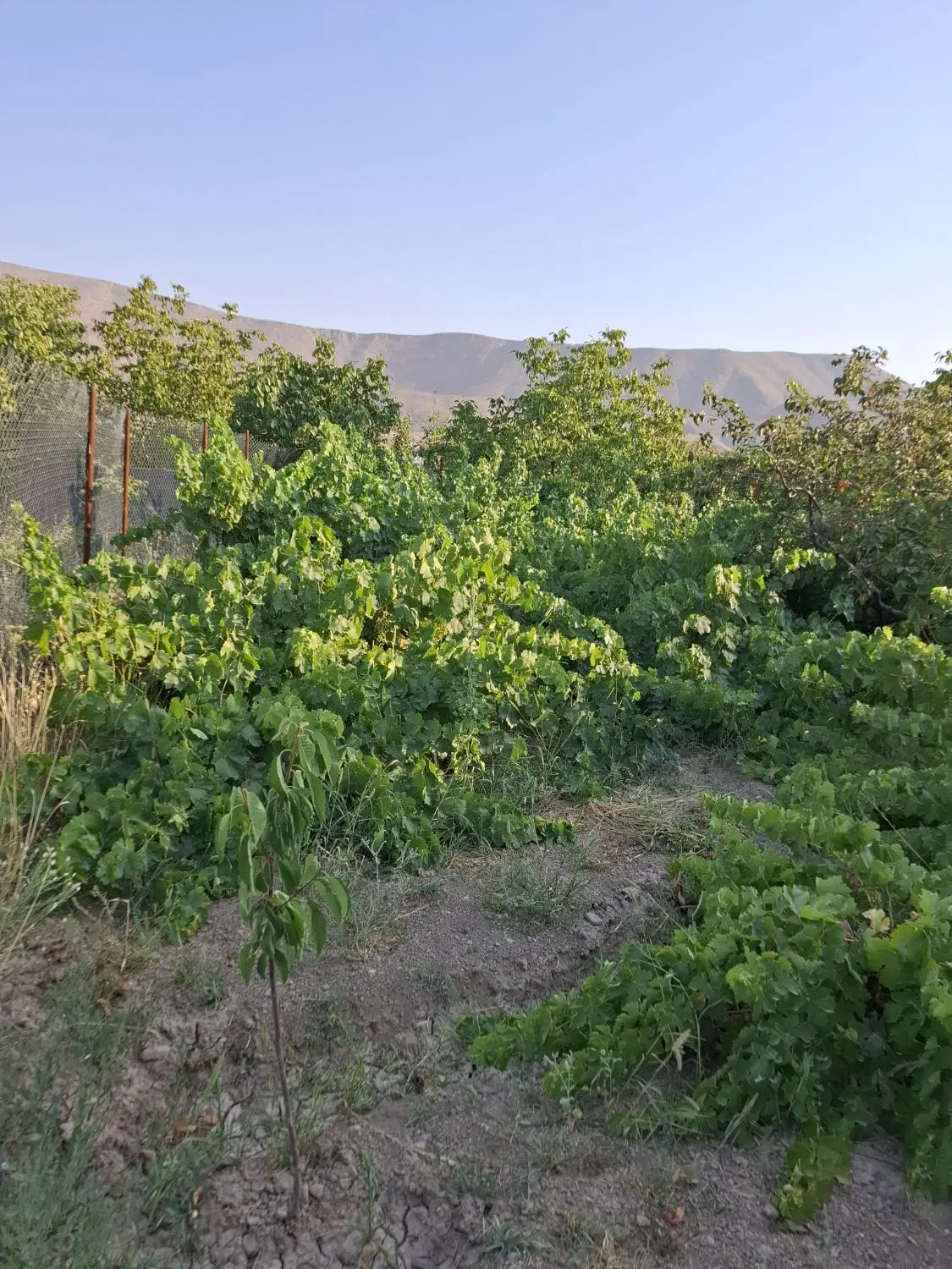 باغ خوش اب وهوا