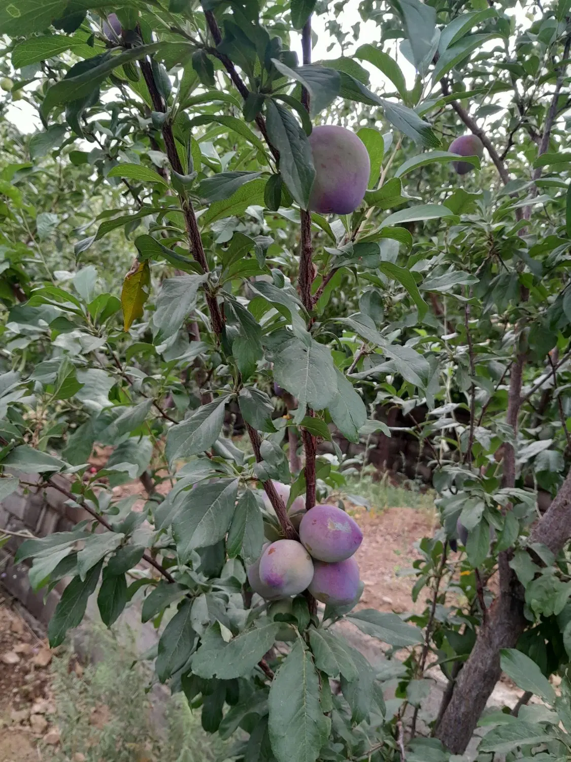 فروش و معاوضه باغ و زمین
