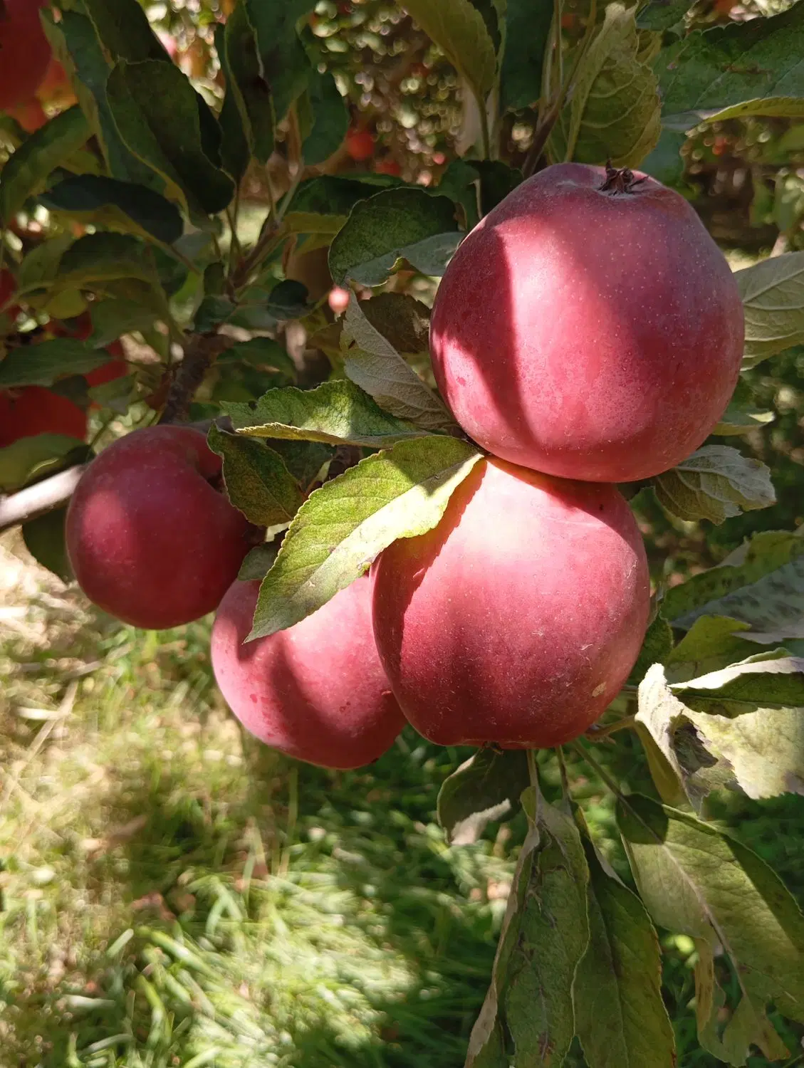 اجاره دهی باغ سیب . بالانج